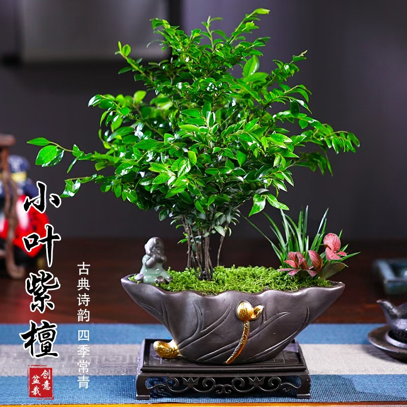 小叶紫檀黑骨茶盆景老桩植物室内茶几客厅办公室四季好养绿植盆栽