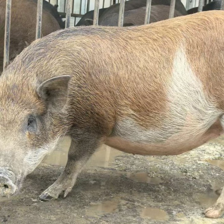 【帅乡散养】5野二代、藏香猪、巴马香猪鲜肉