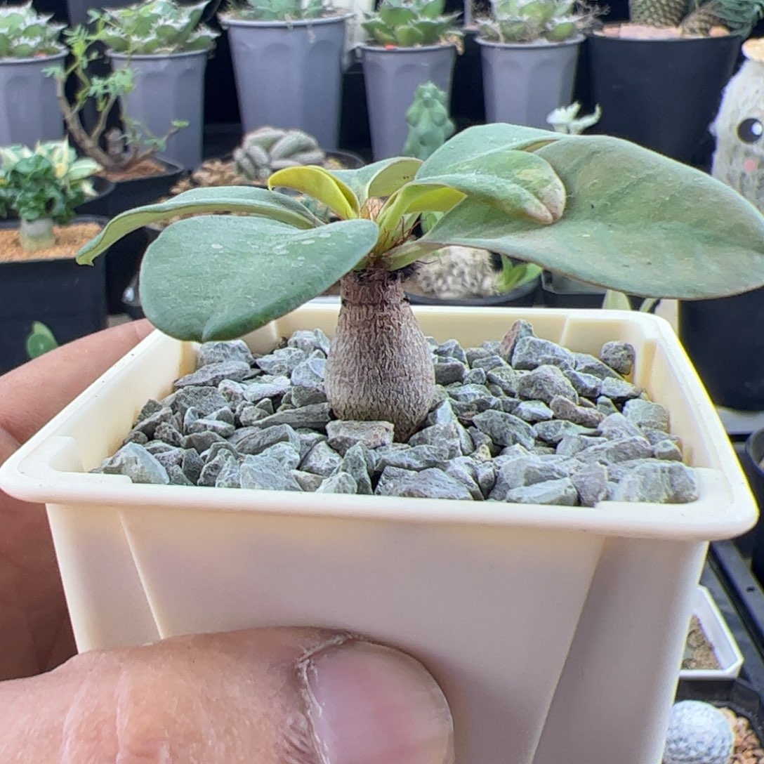 象鼻大戟实生一物一拍带盆发