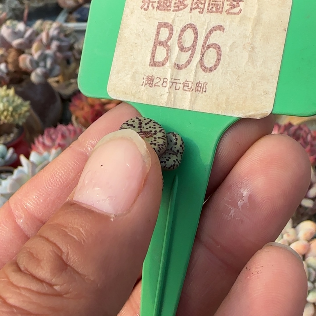 晒***柿多肉植物荷叶血点