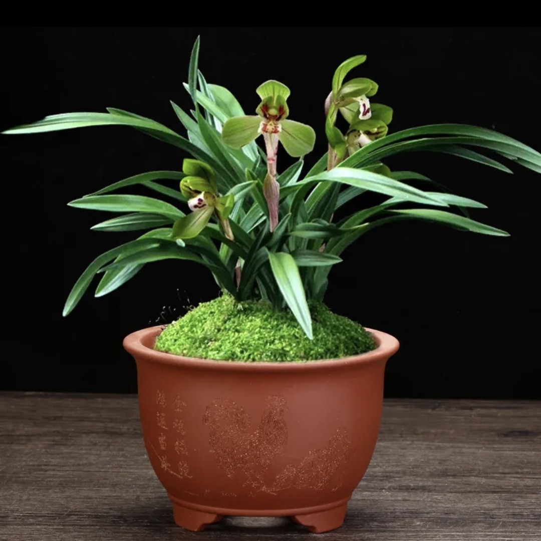 紫砂兰花专用盆紫砂盆紫砂花盆，蕙兰盆墨兰盆剑兰盆，盆景花盆盆