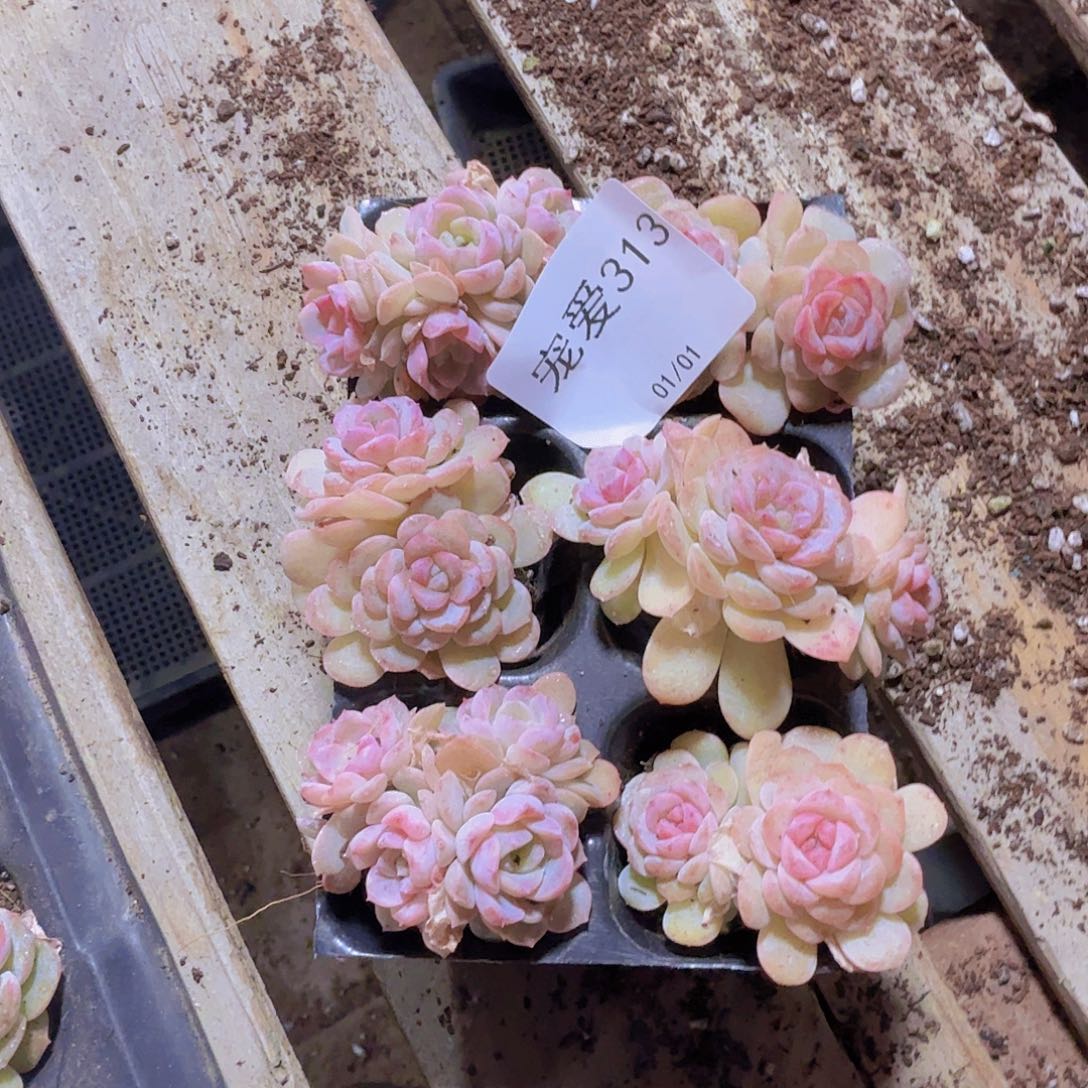 直播福利一物一拍313