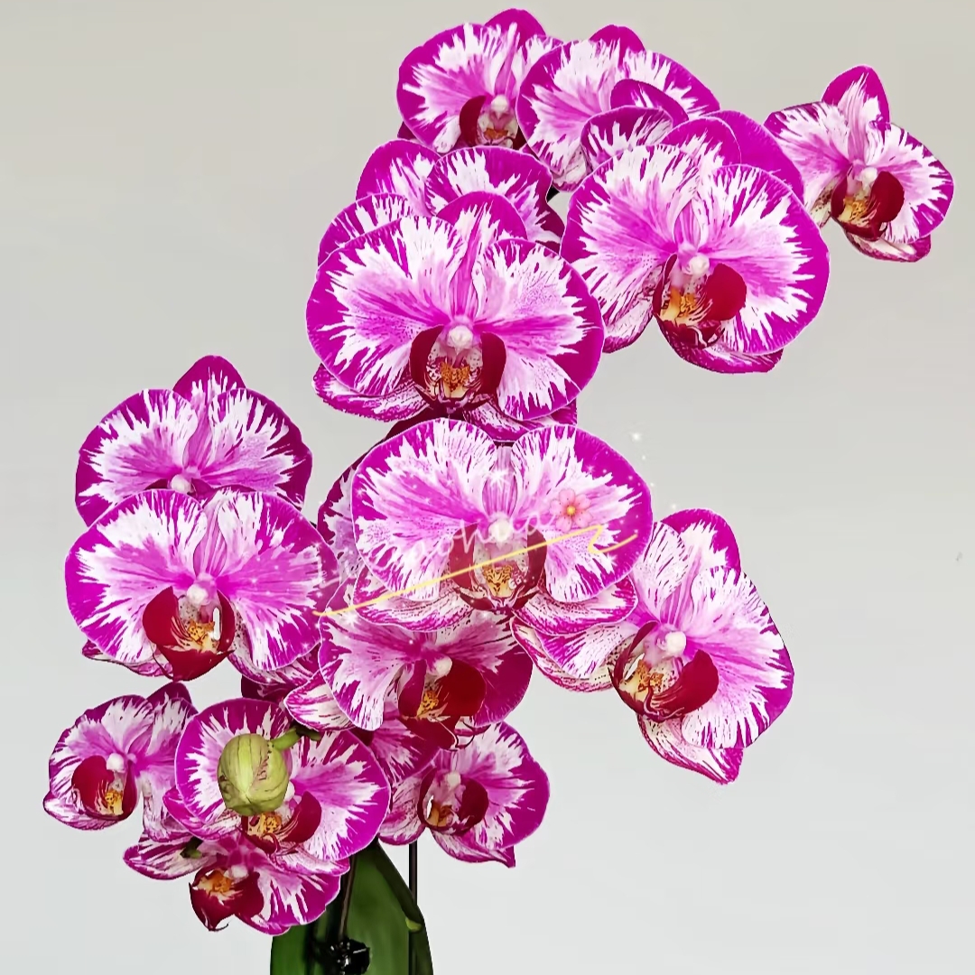 【大展宏图】3.5寸加高杯蝴蝶兰 有返祖机率 微叶损