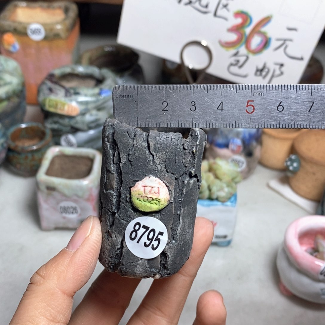 花盆双十二活动不退不换的原28元一个