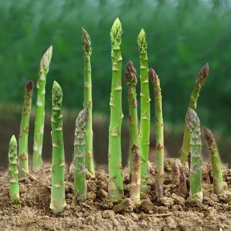 1-2年小苗子四季可种芦笋苗耐寒耐热盆栽地栽均可当年采收蔬菜