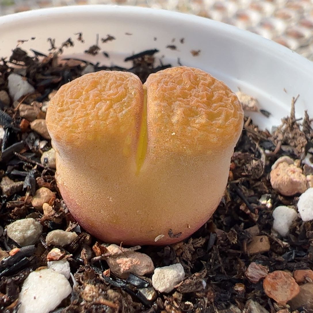 155多肉植物百科