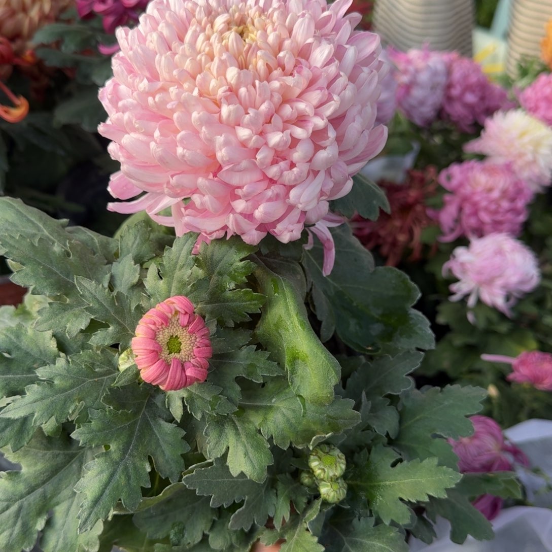 N***完全开放初樱六香