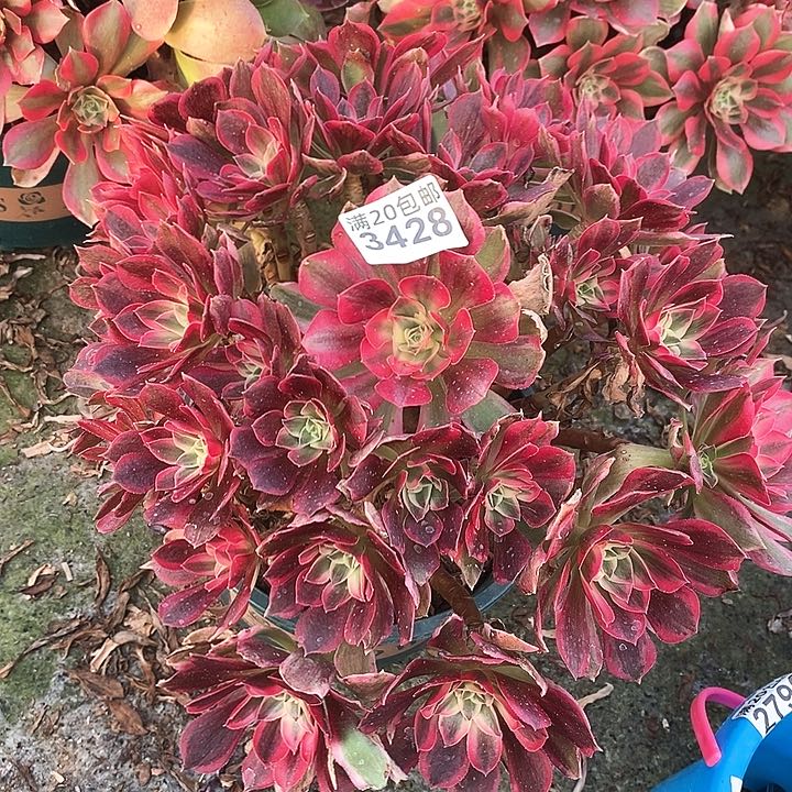 3428 一颗男神法师