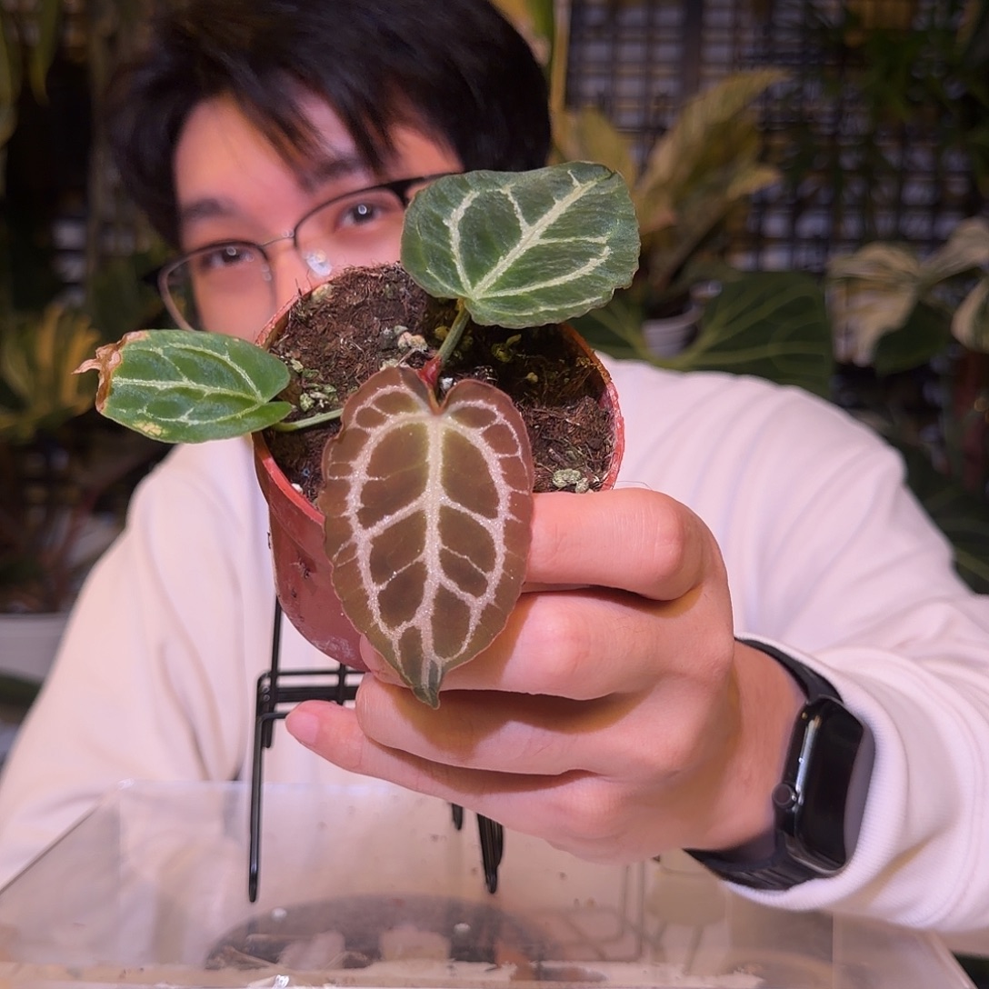 完全开放F705 ftg杂银虎