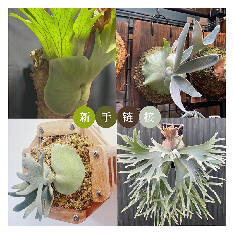 持续造氧鹿角蕨直播3号链接 新手入门福利专拍 喜欢请拍对应价格