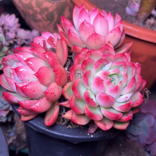 漠*多肉植物的植物