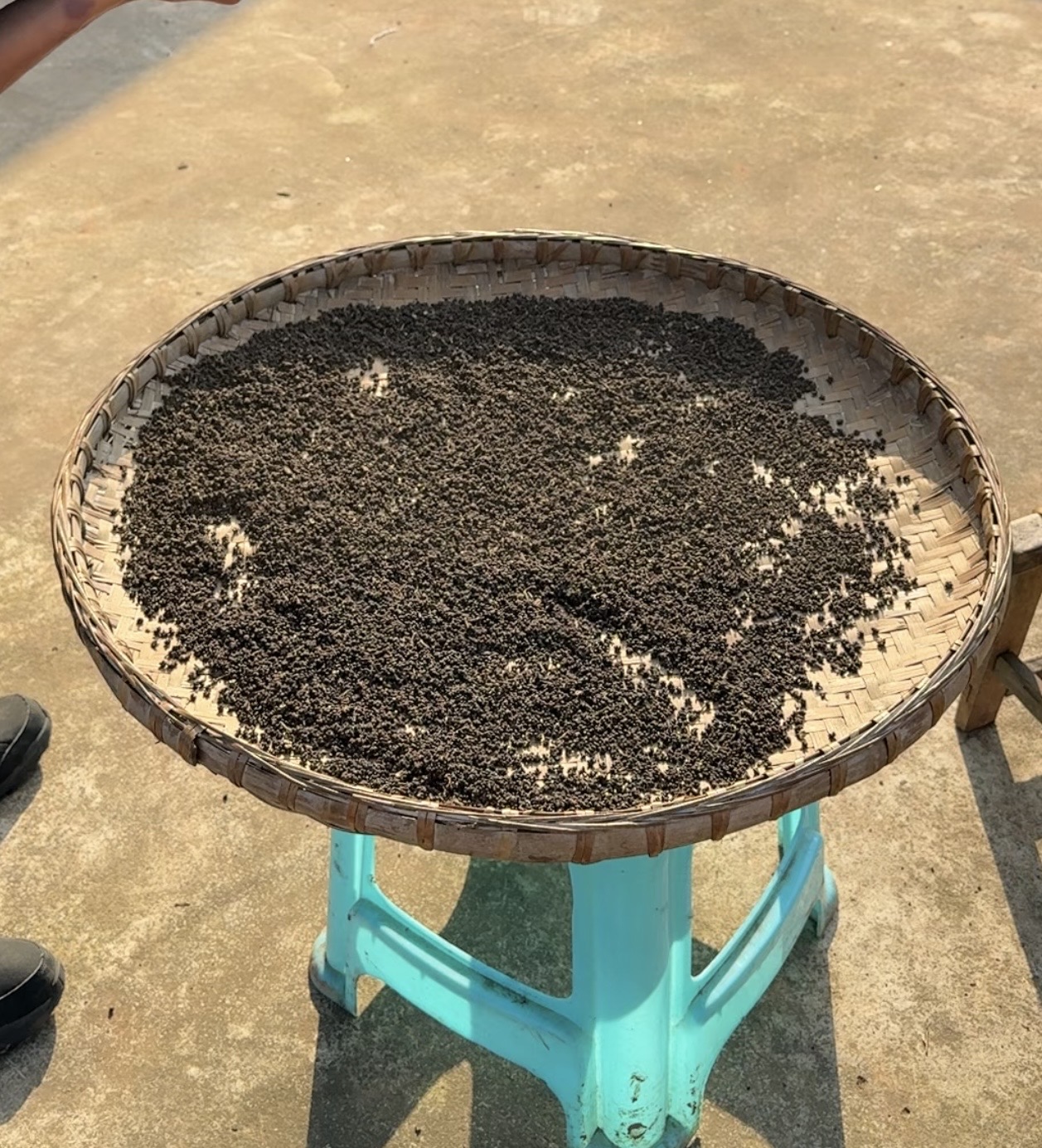 吴茱萸农户山野自摘晒干