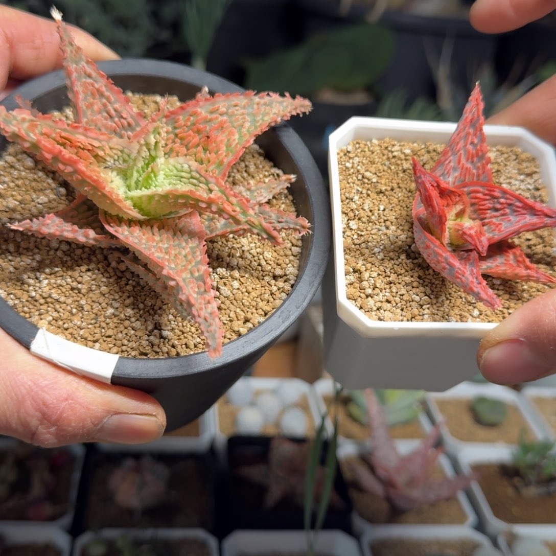 园艺芦荟一物一拍多肉