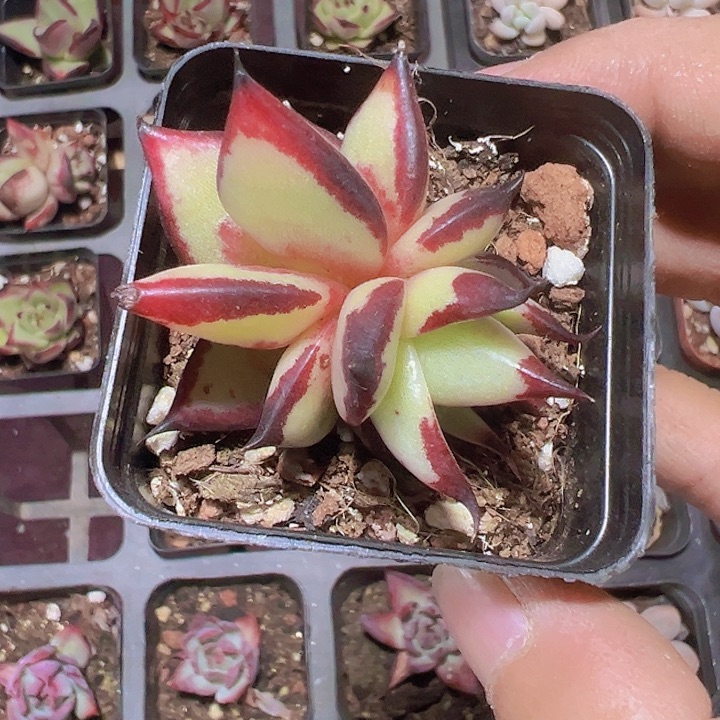 乌木精品多肉植物