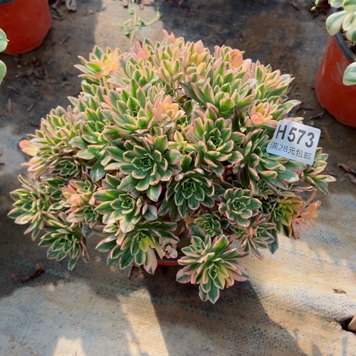 573甜茶多肉多肉
