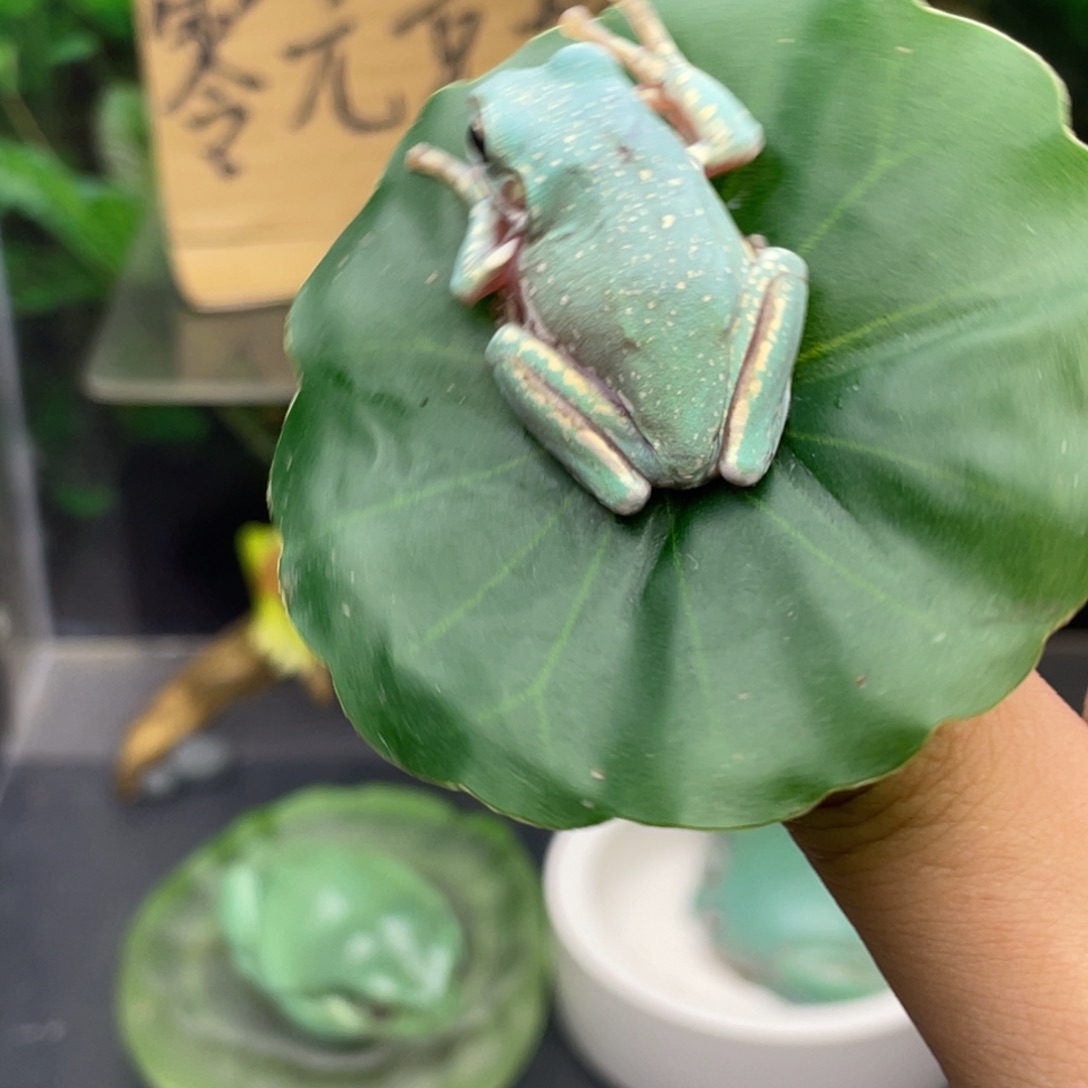 老爷树蛙18号马卡龙