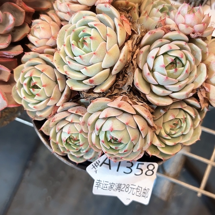 幸运的是我的朋友