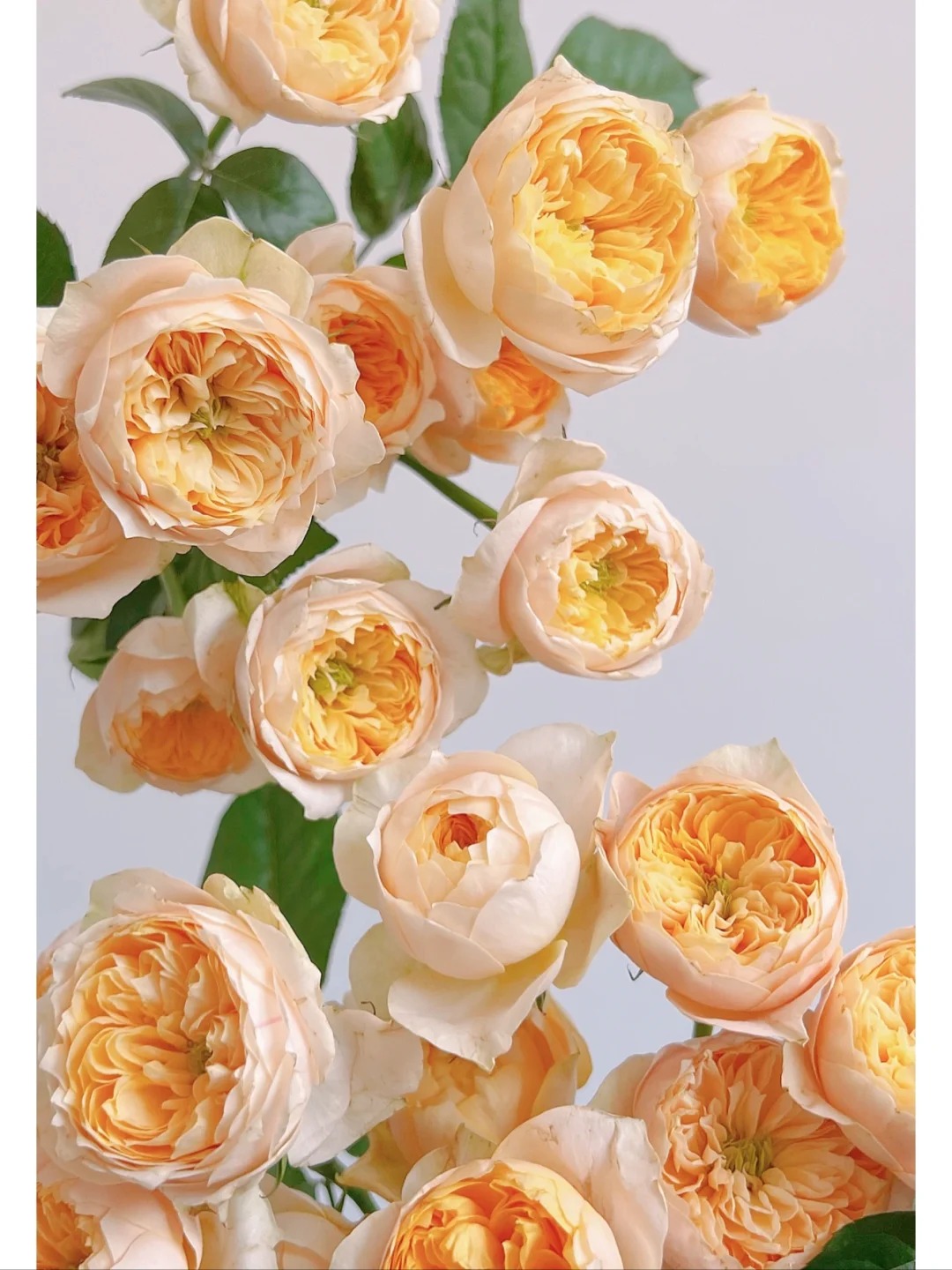 （蔓蔓）黄蝴蝶单头玫瑰15支+5支 防损 1单包邮