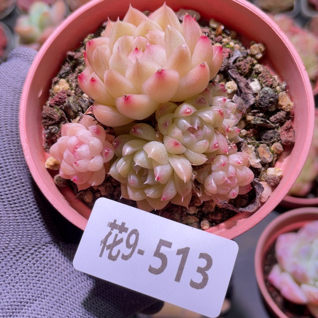 花利美9-513麦秆群