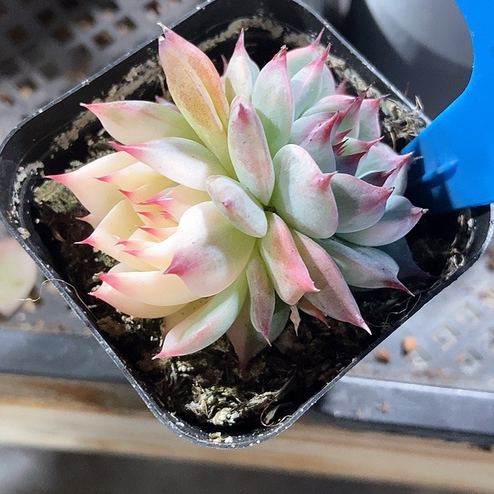 多肉植物吉娃娃锦905