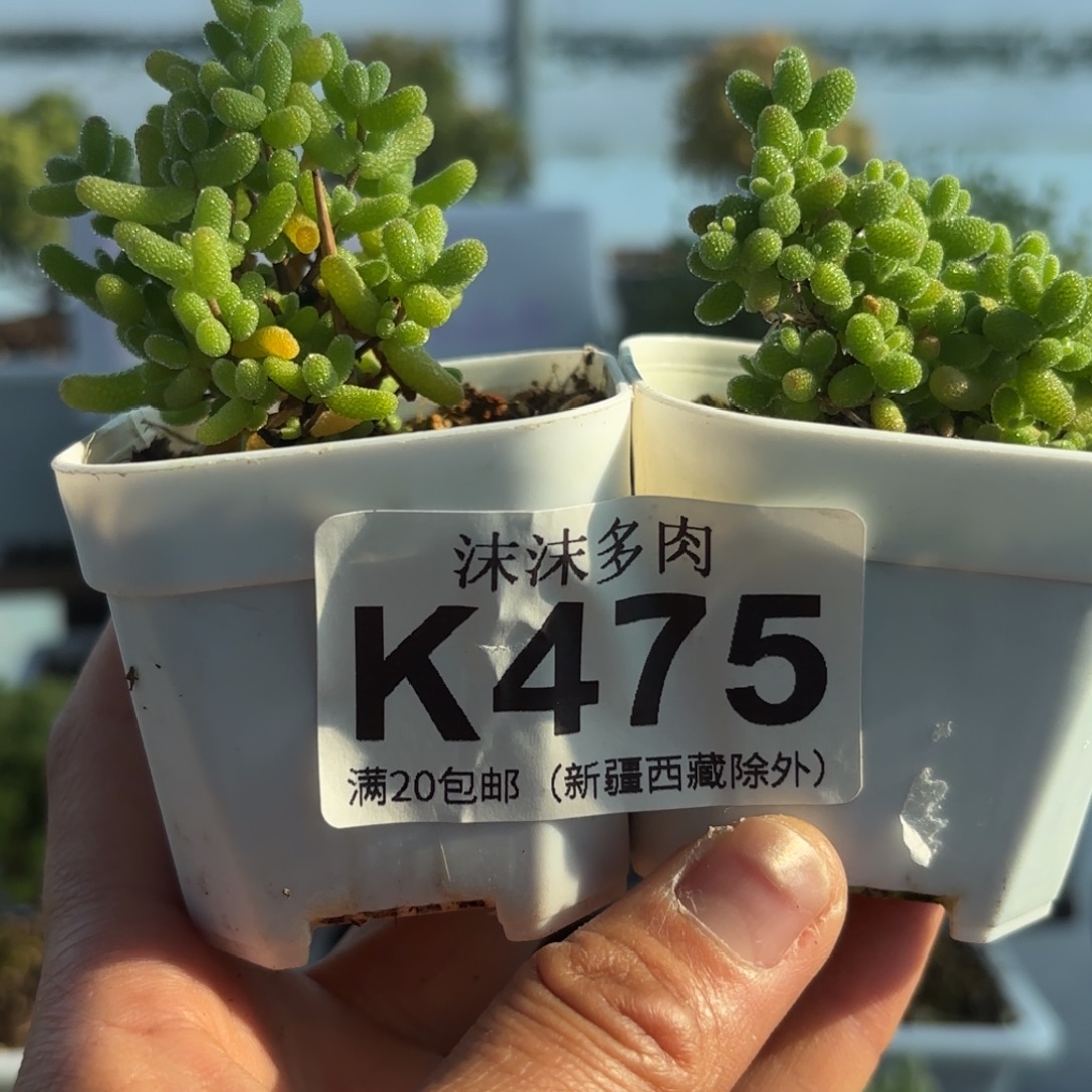 475金桔蜜橘组合哦