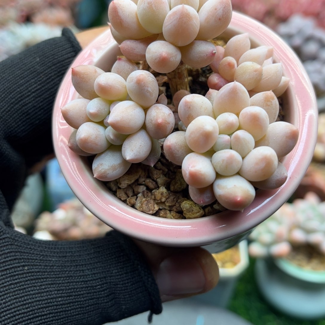 45带土带盆一物一拍