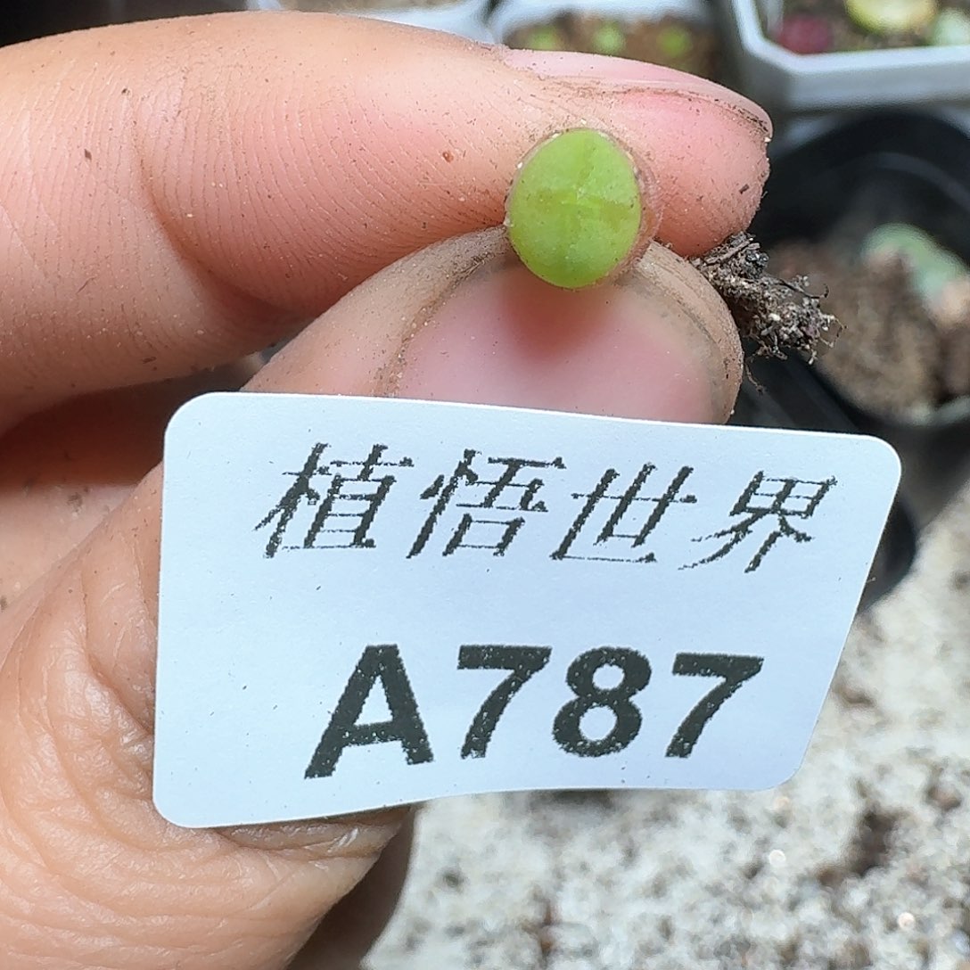 787盒多肉植物哇d c