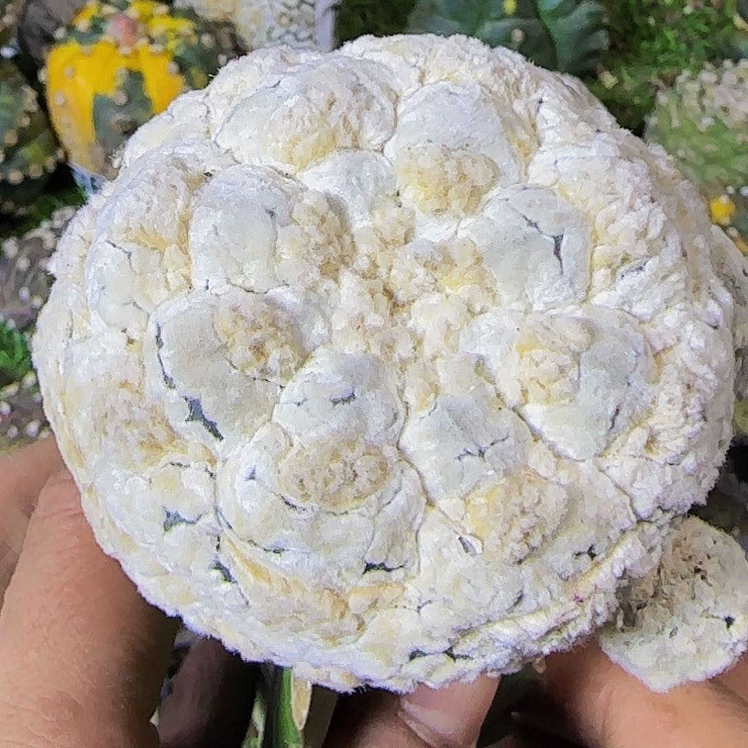 浓白龟甲兜115仙人球