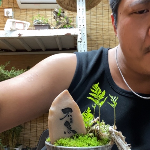 红陶一物一拍所见即所得310