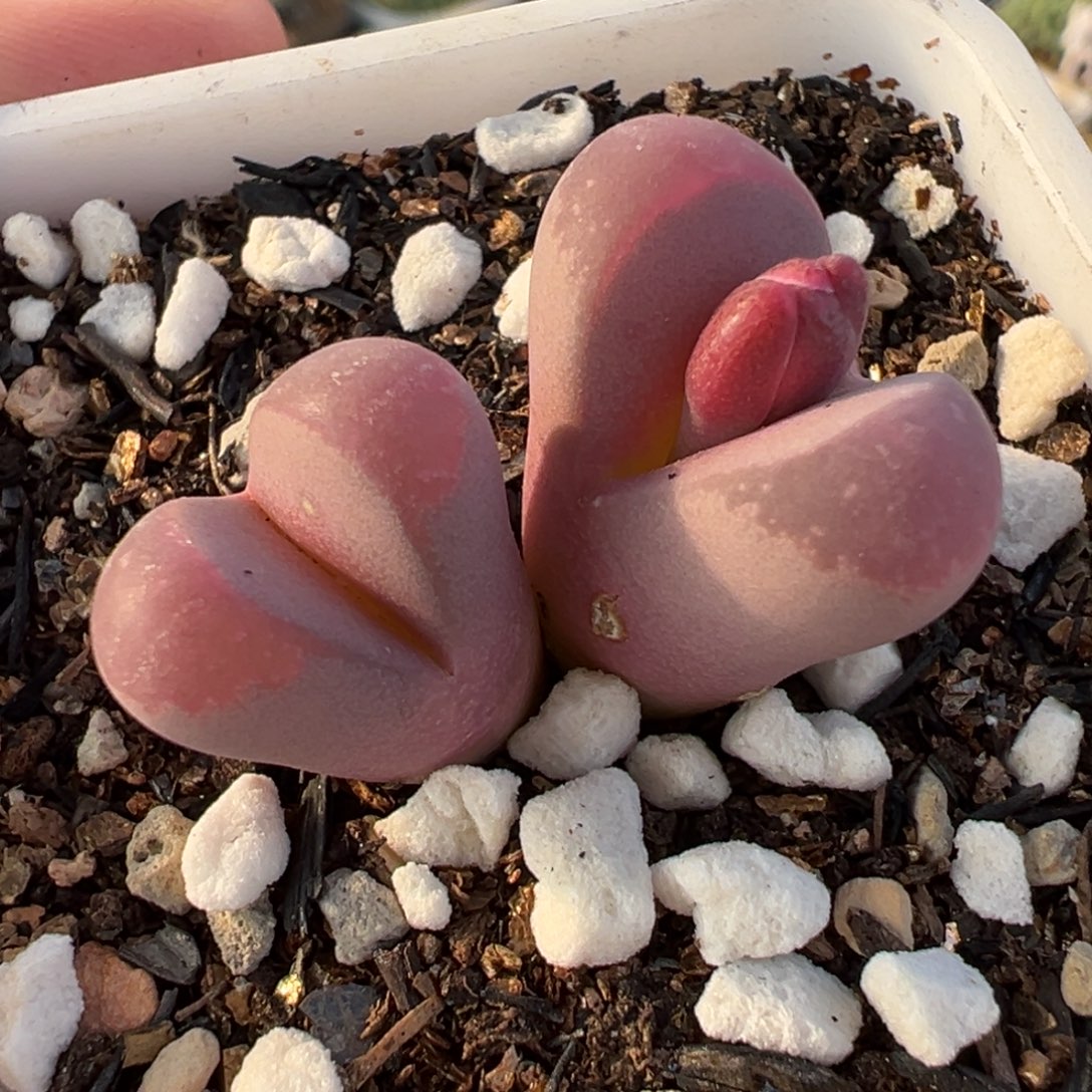 031多肉植物种类多样