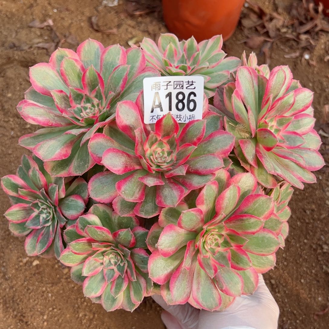 186云荷尺寸20左右