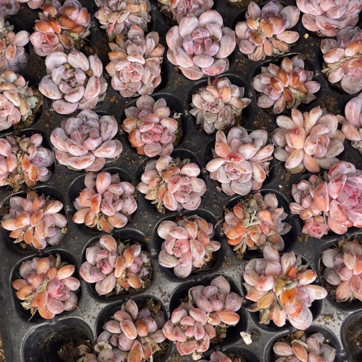 冰橙发5颗满18包邮