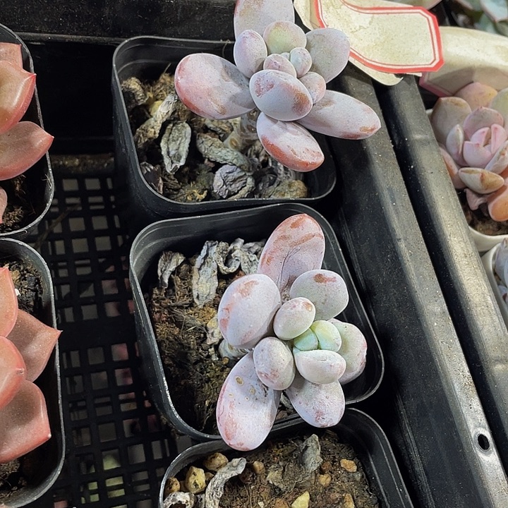 雪美人到盆土发货