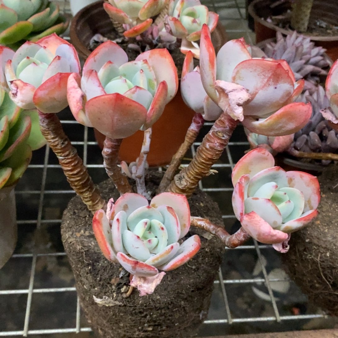 白月光五头起发，160杯