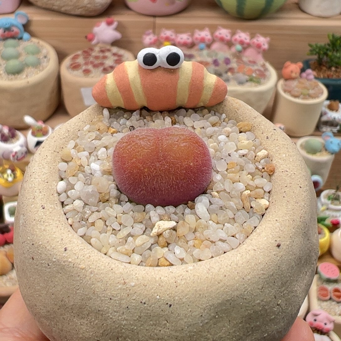 多肉植物151号毛翠滴