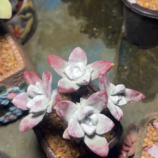 玫瑰脸苹果叶厚叶～一物一拍7505