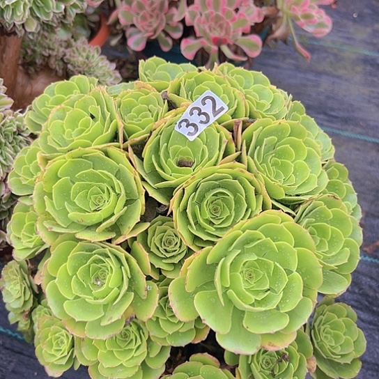 人***见多肉植物一个绿玫瑰