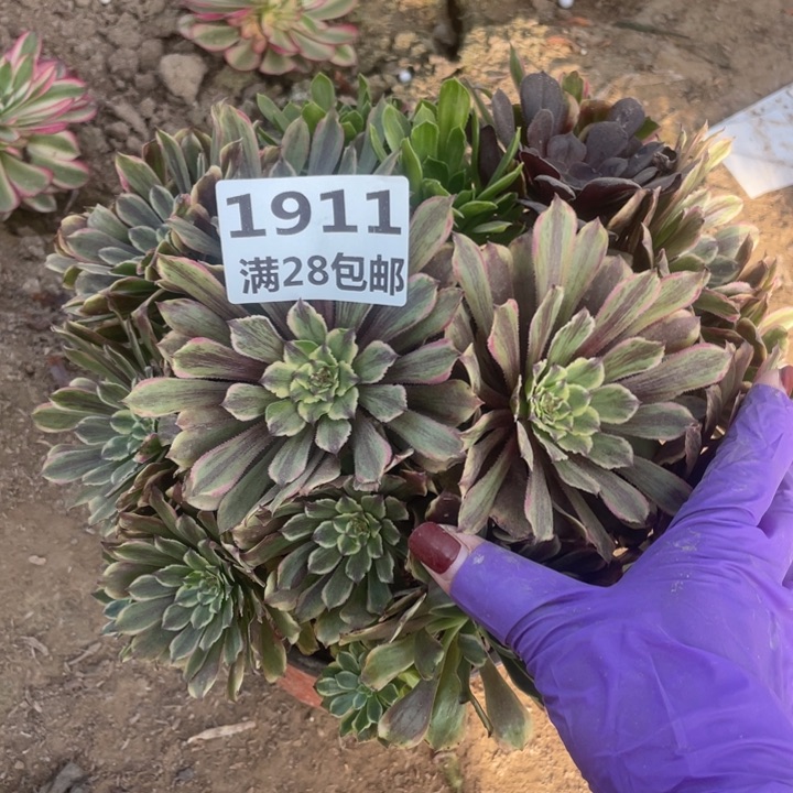 1911粉黛丛林二号棚A