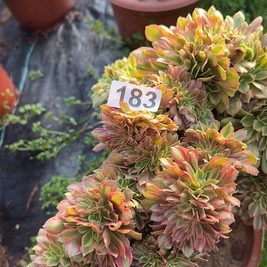 ****～多肉植物一个斑斓183