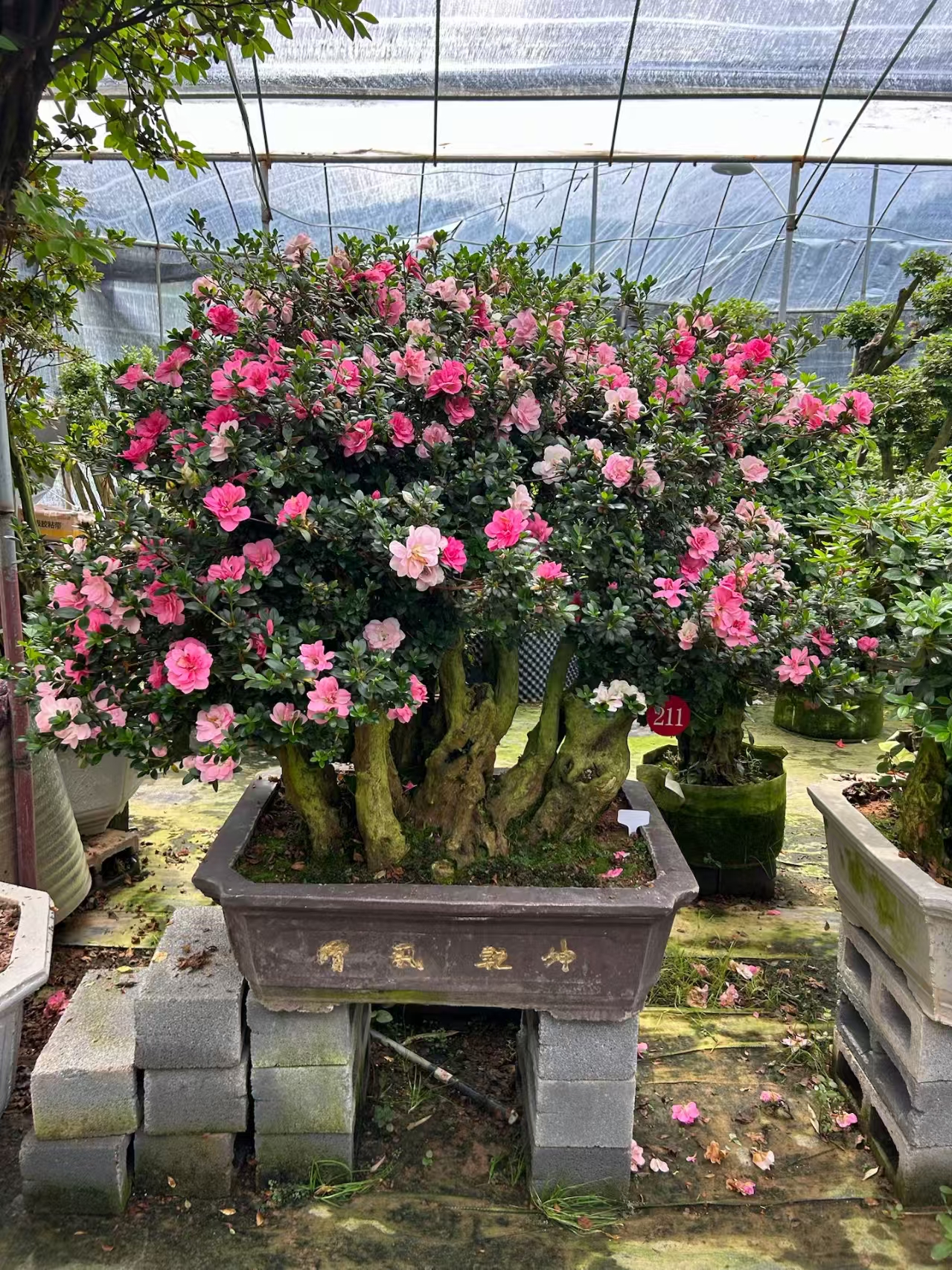 燕歌杜鹃花盆栽地栽皋月鹃之舞（直播间一物一拍）绿植精品盆景盆栽