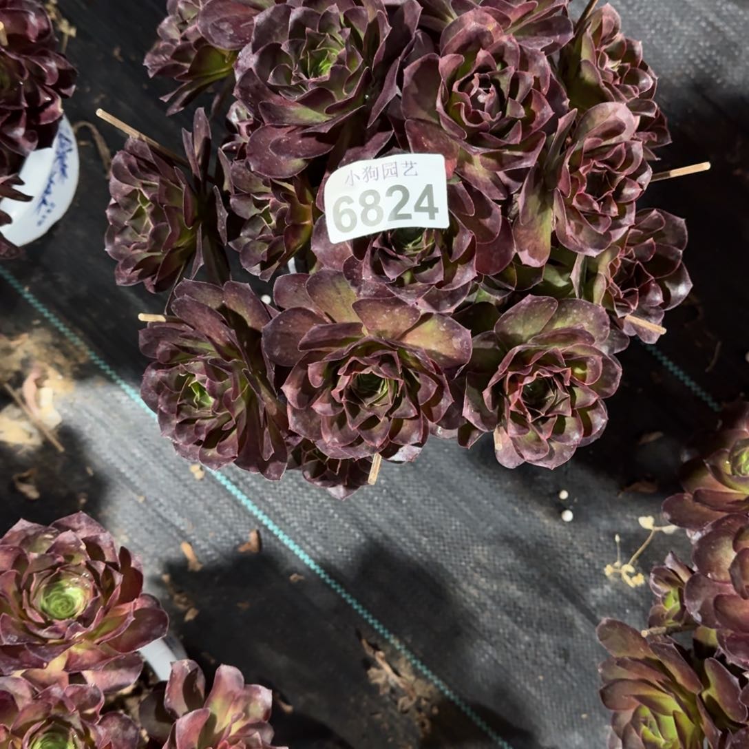 若*魅金玫瑰多肉植物6824