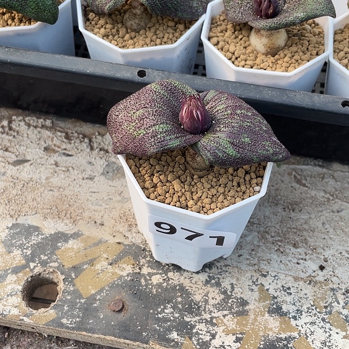 叫***哥971紫镜块根植物，