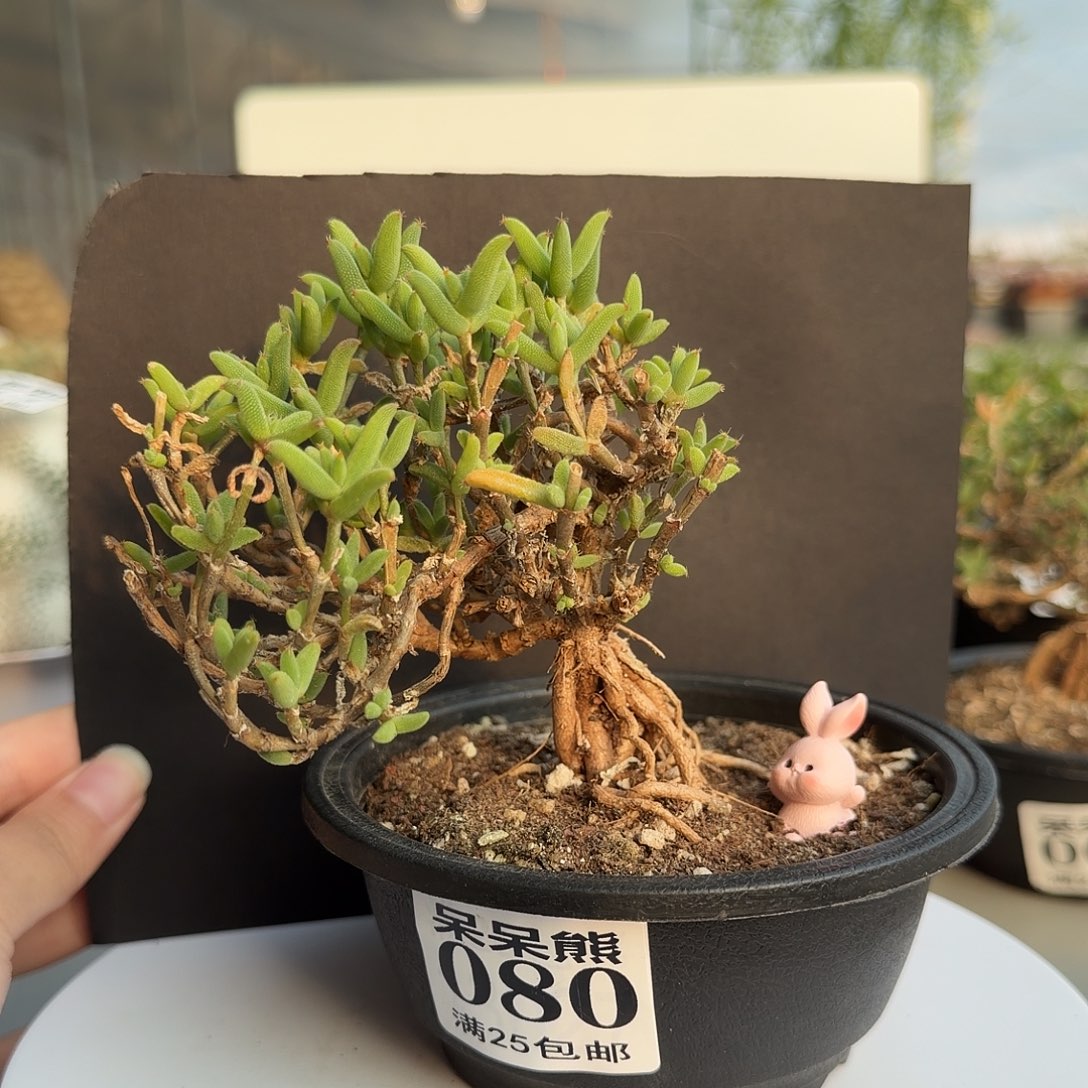 闪电购花卉园艺080