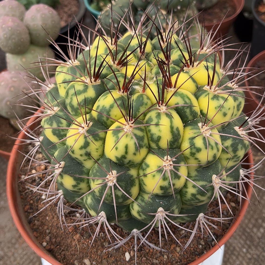 用***7无花朵新天地师生跟紧