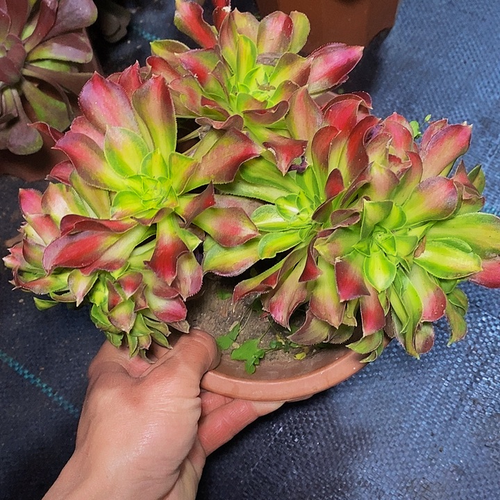 多肉植物保护研究所