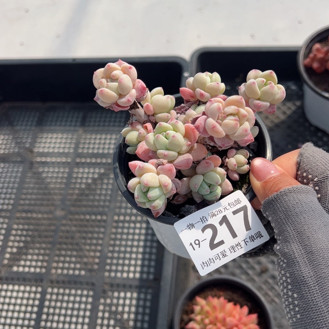 粉香水多肉多肉多肉多肉