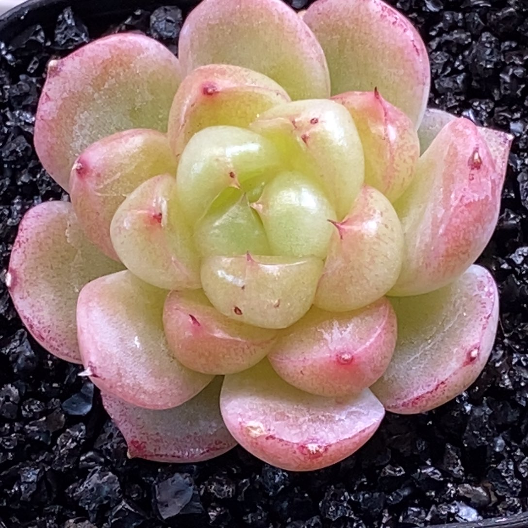 天官赐福百无禁忌