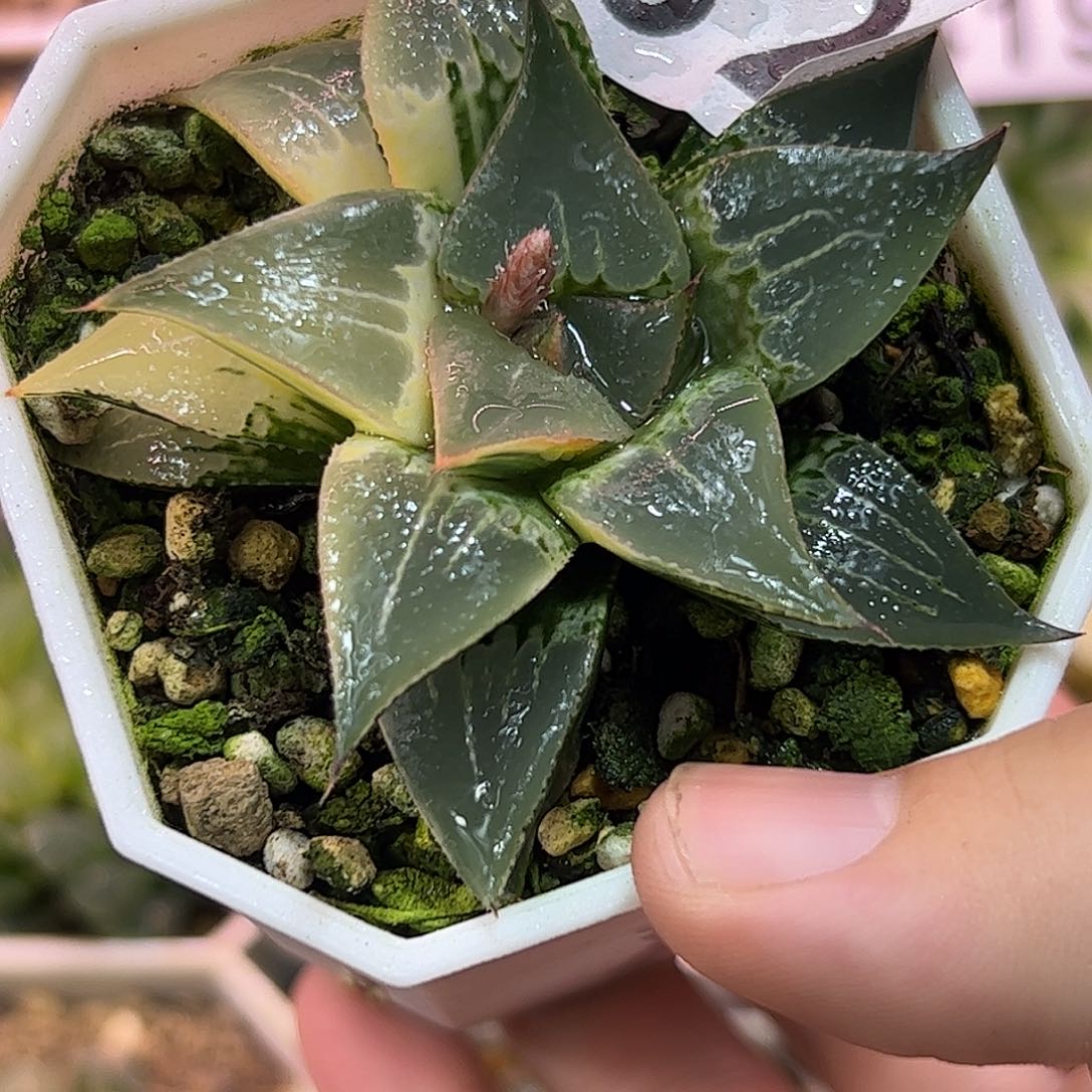 新叶带糊斑锦十二卷多肉植物