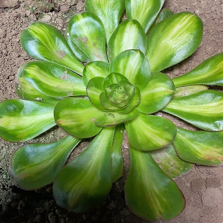 多肉植物保护研究所