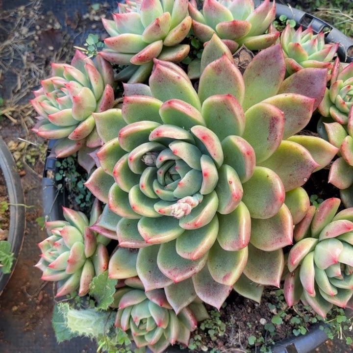 东云杂。28。         多肉